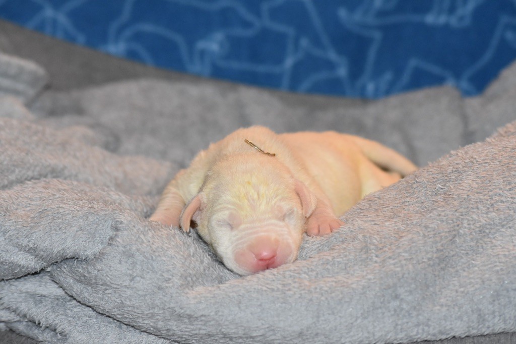 Des Pur sang D'aphrodite - Chiot disponible  - Dogo Argentino