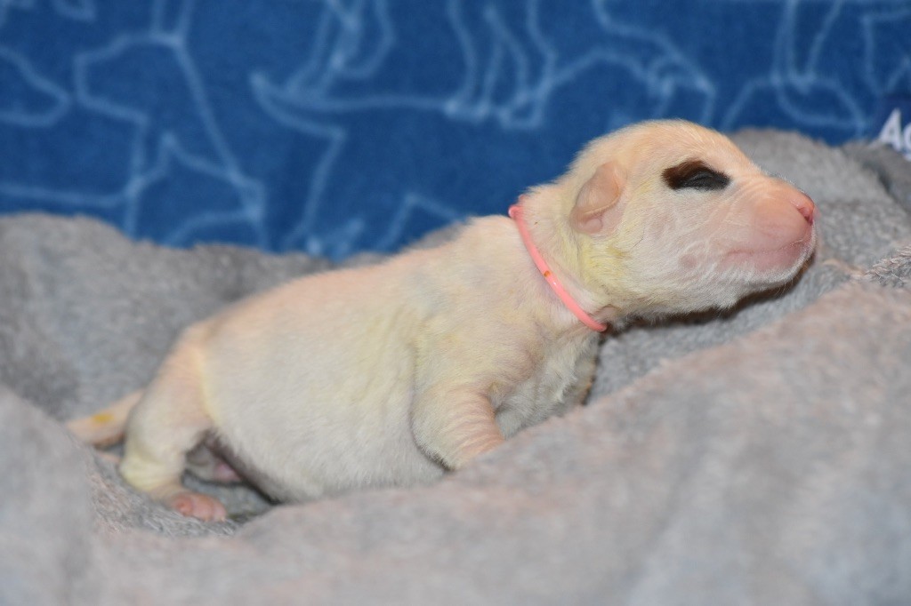 Des Pur sang D'aphrodite - Chiot disponible  - Dogo Argentino