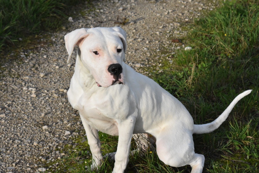 Des Pur sang D'aphrodite - Chiot disponible  - Dogo Argentino