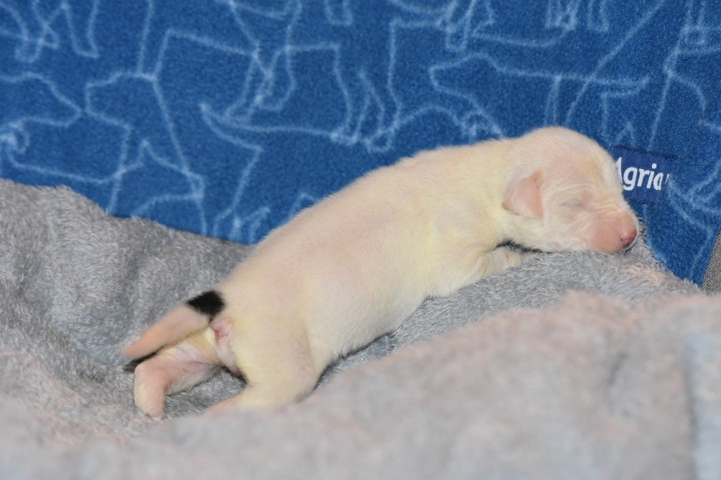 Des Pur sang D'aphrodite - Chiot disponible  - Dogo Argentino