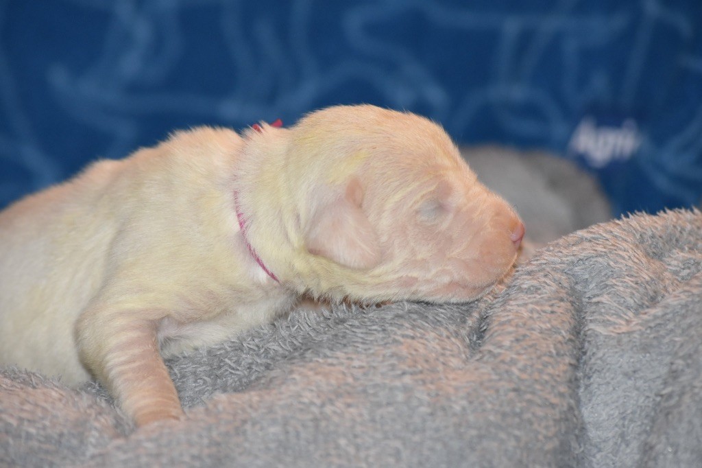 Des Pur sang D'aphrodite - Chiot disponible  - Dogo Argentino