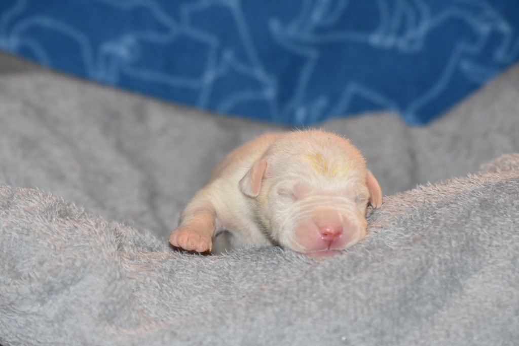 Des Pur sang D'aphrodite - Chiot disponible  - Dogo Argentino