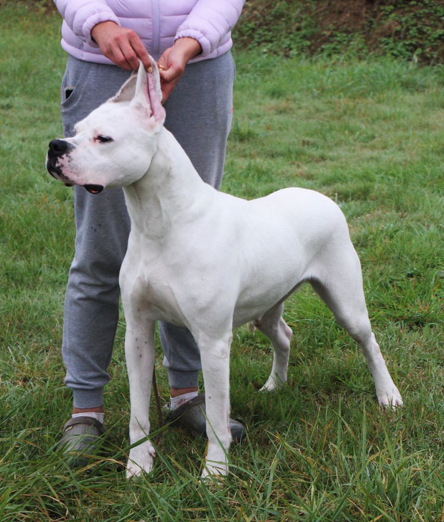 Palma chica Des Pur sang D'aphrodite