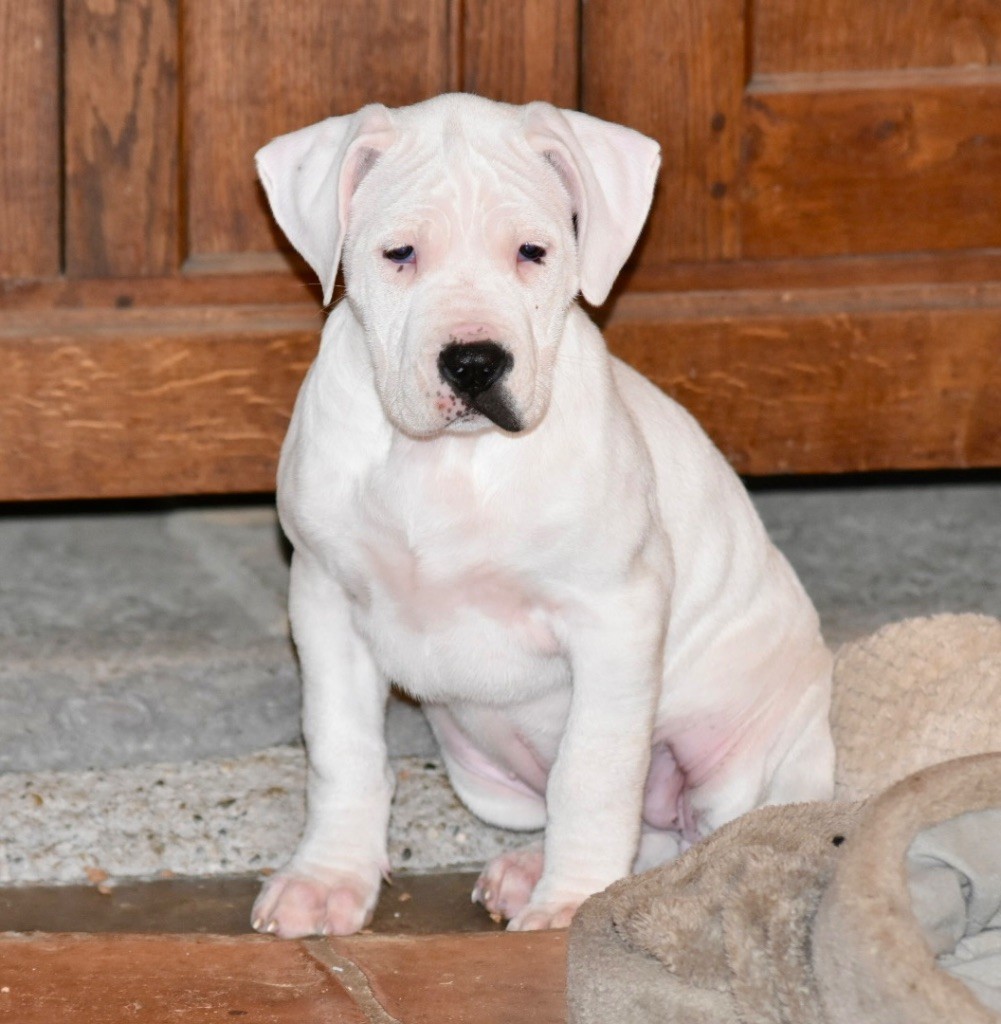 Veisivi De La Notte Di Cane