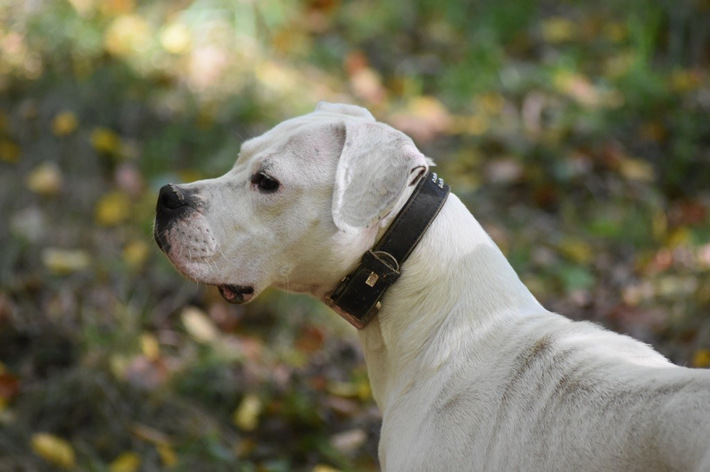 Tapachula De La Notte Di Cane