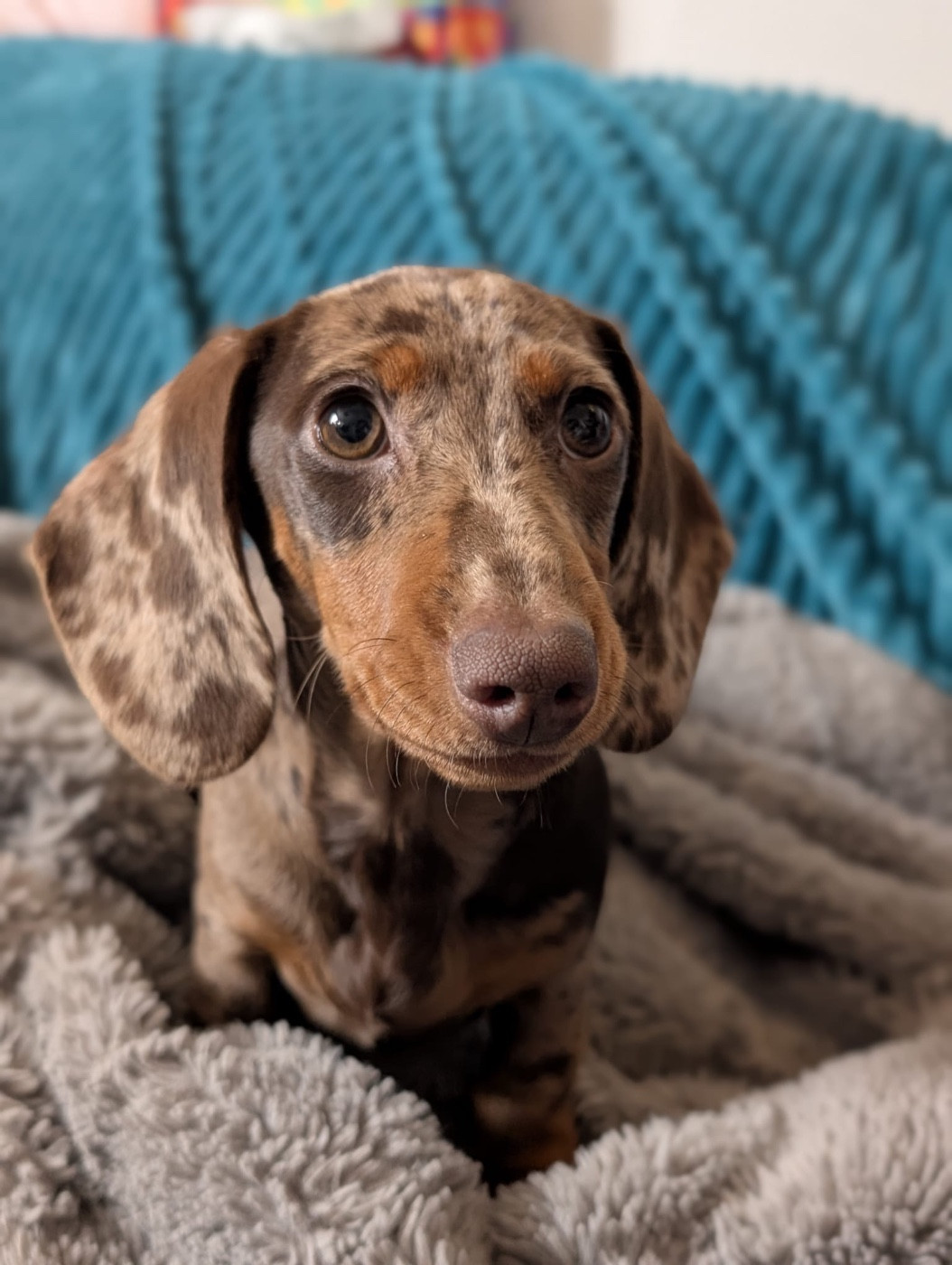 Artémis Des Pur sang D'aphrodite