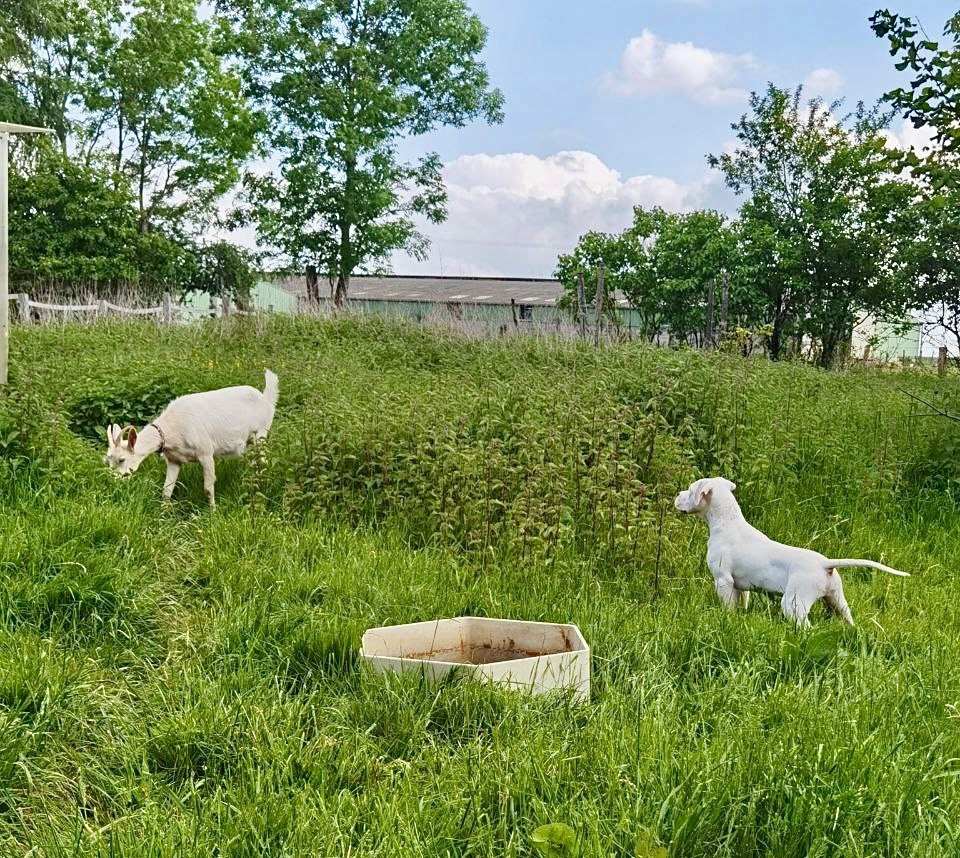 Des Pur sang D'aphrodite - Chiots disponibles - Dogo Argentino