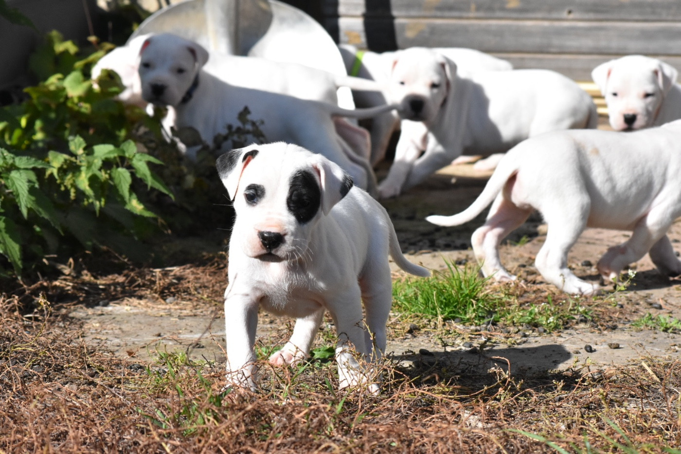 Des Pur sang D'aphrodite - Chiots disponibles - Dogo Argentino