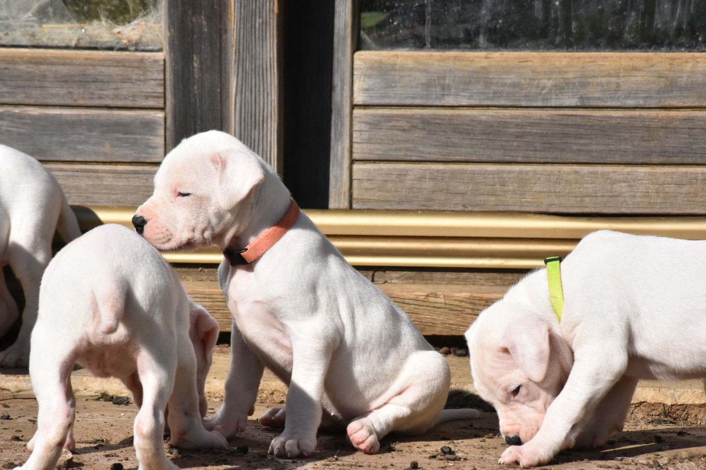 Des Pur sang D'aphrodite - Chiots disponibles - Dogo Argentino