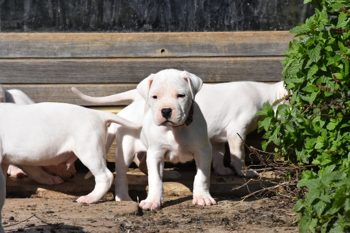 Des Pur sang D'aphrodite - Chiots disponibles - Dogo Argentino