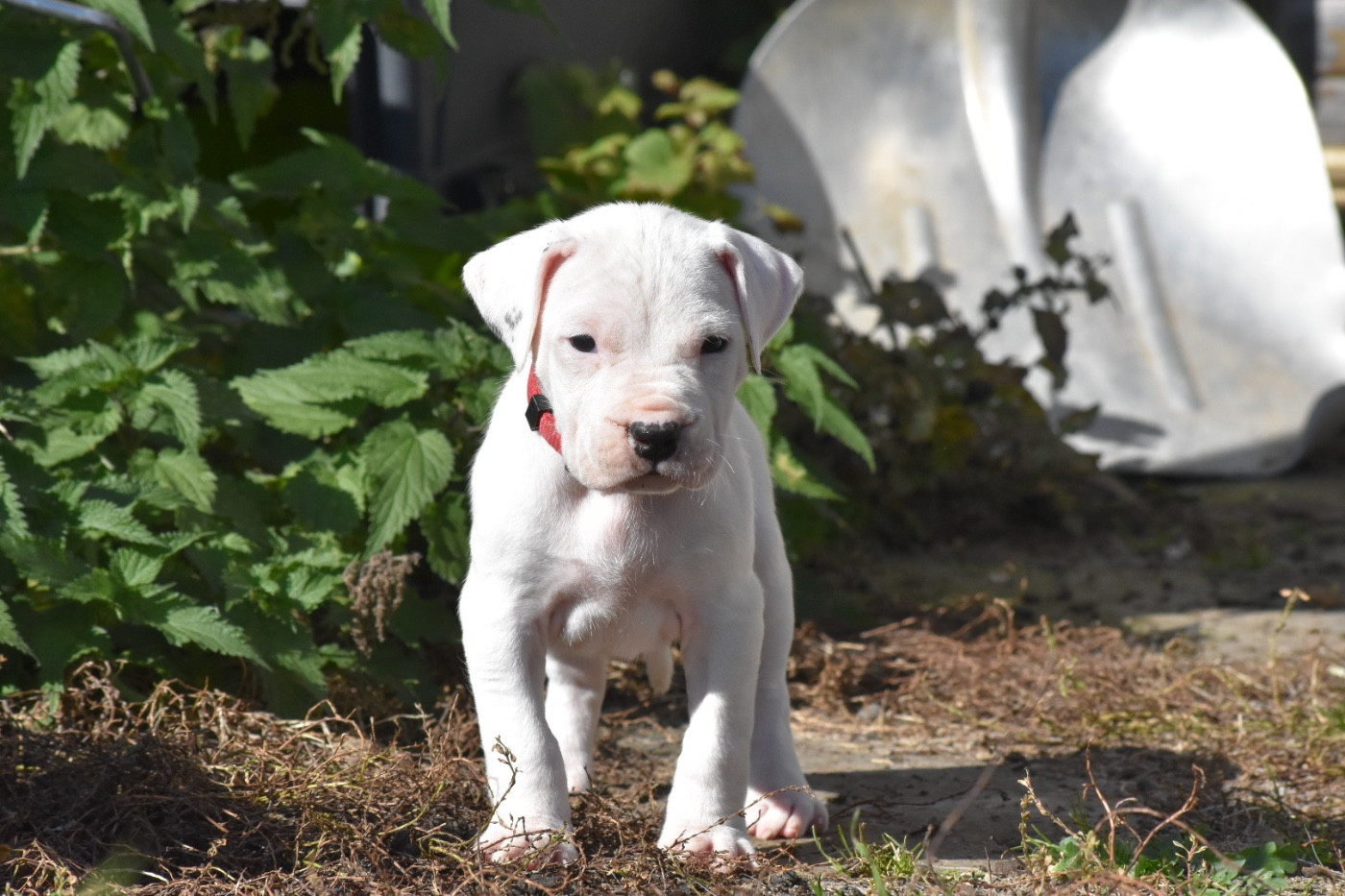 Des Pur sang D'aphrodite - Chiots disponibles - Dogo Argentino