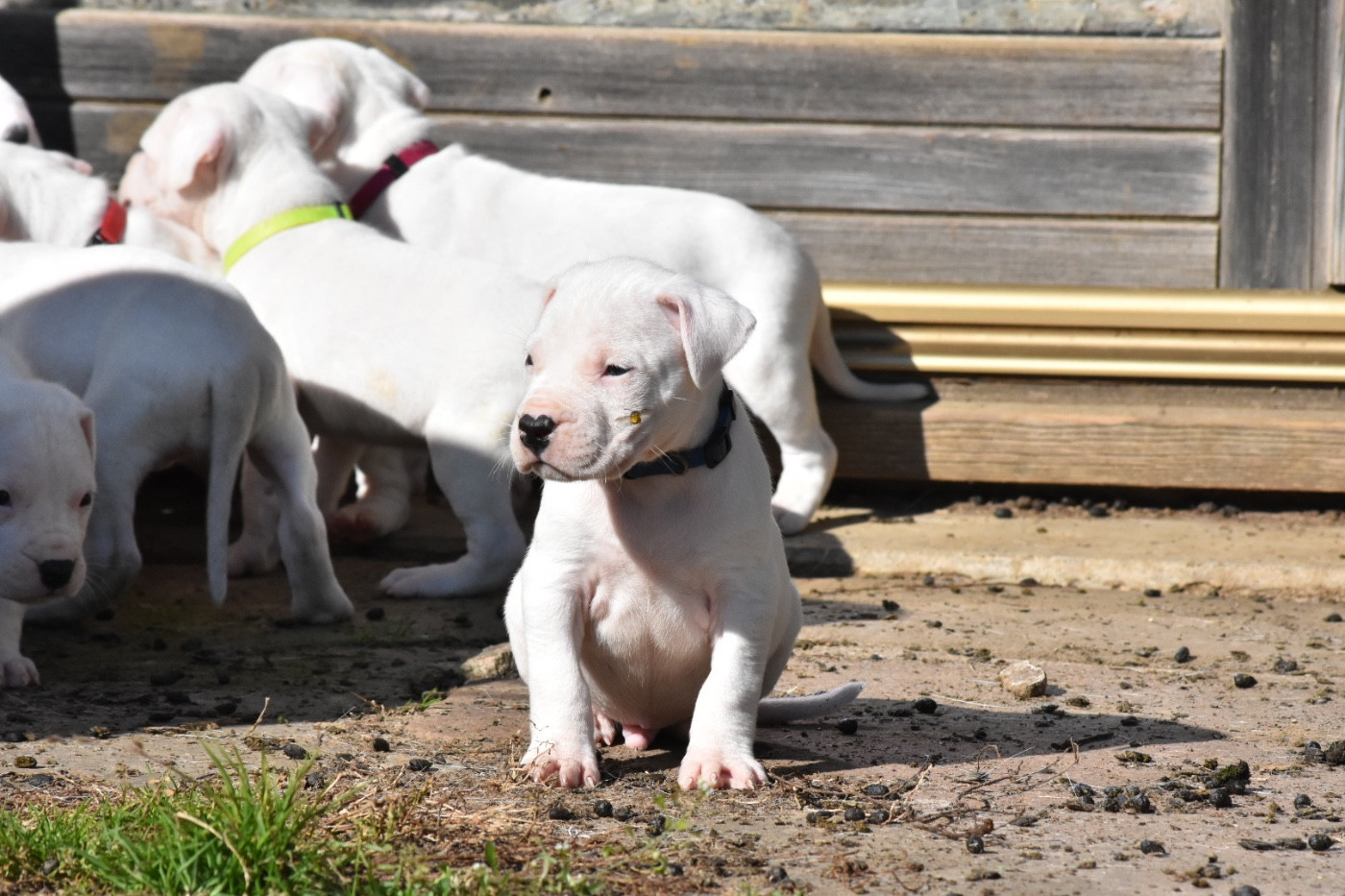 Des Pur sang D'aphrodite - Chiots disponibles - Dogo Argentino