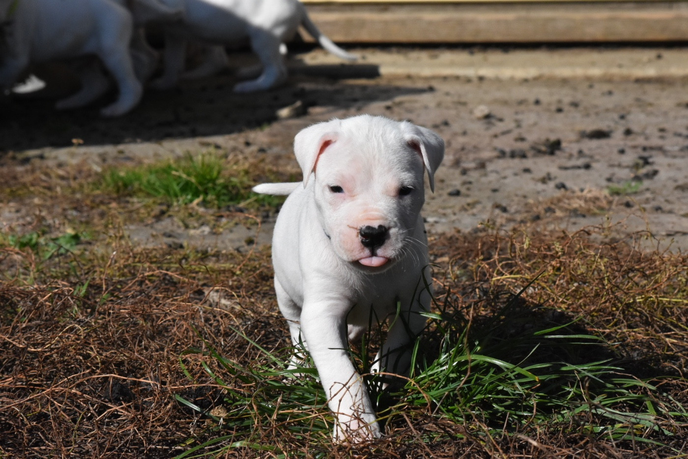 Des Pur sang D'aphrodite - Chiots disponibles - Dogo Argentino