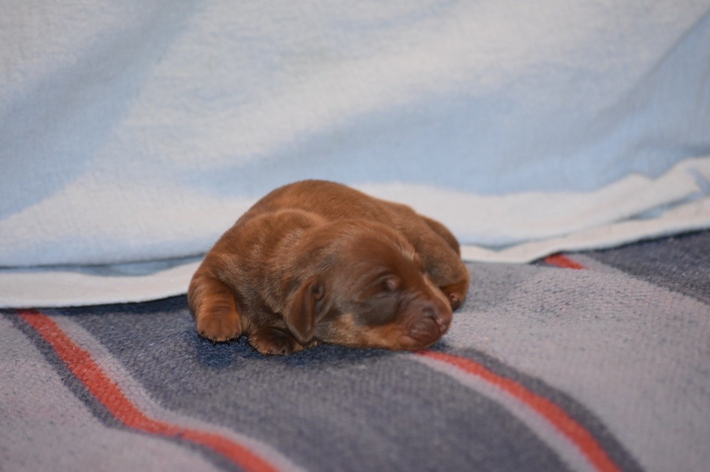 Des Pur sang D'aphrodite - Teckel poil ras - Portée née le 05/08/2024