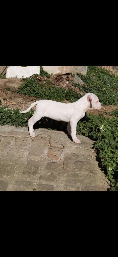 Des Pur sang D'aphrodite - Chiots disponibles - Dogo Argentino