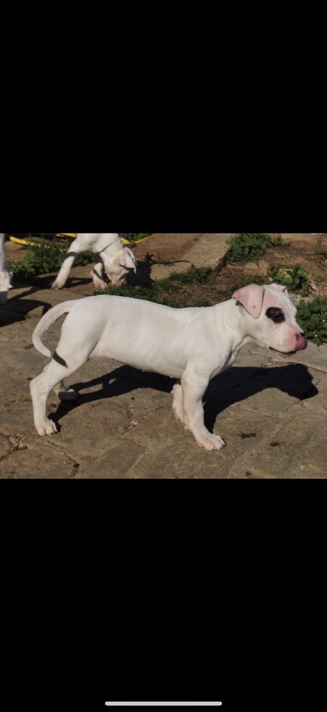 Des Pur sang D'aphrodite - Chiots disponibles - Dogo Argentino