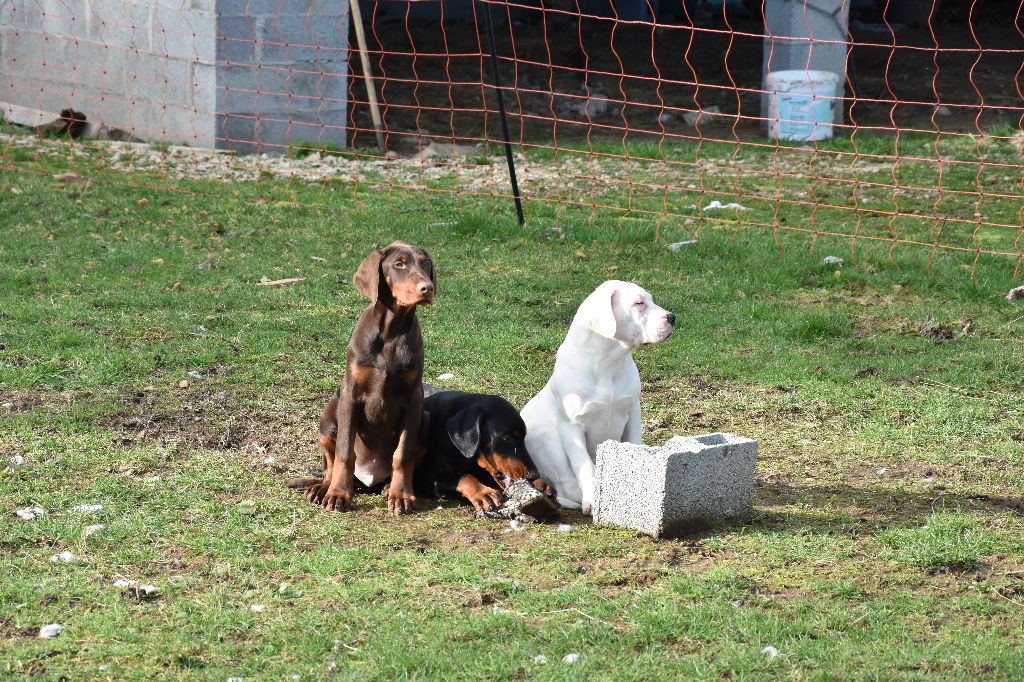 Des Pur sang D'aphrodite - Dogo Argentino - Portée née le 13/10/2017