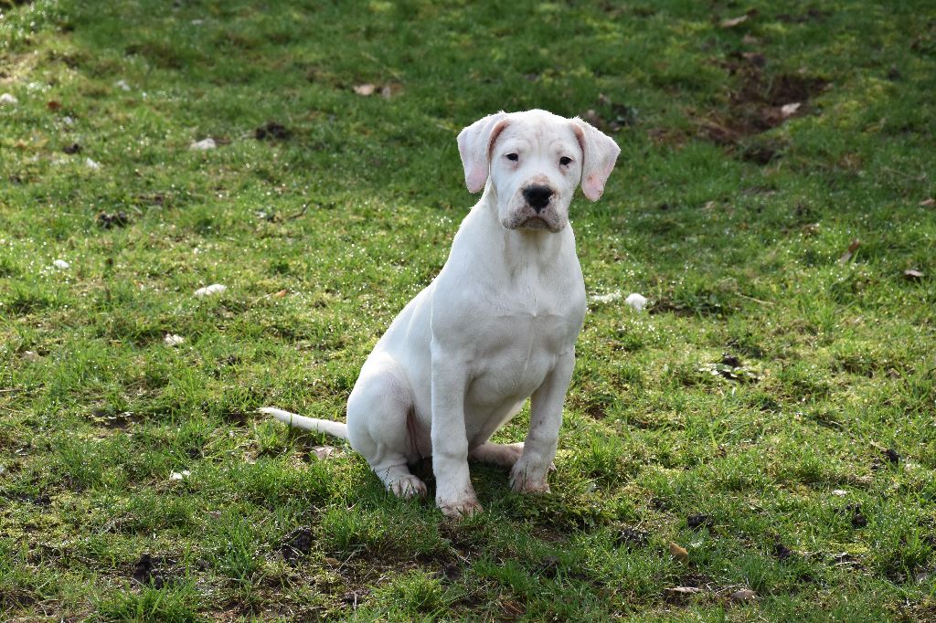 Des Pur sang D'aphrodite - Dogo Argentino - Portée née le 13/10/2017