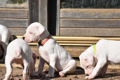 CHIOT 2