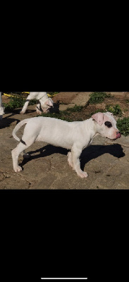 CHIOT cocard droit 