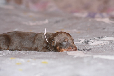 Femelle chocolat naine ou kaninchen