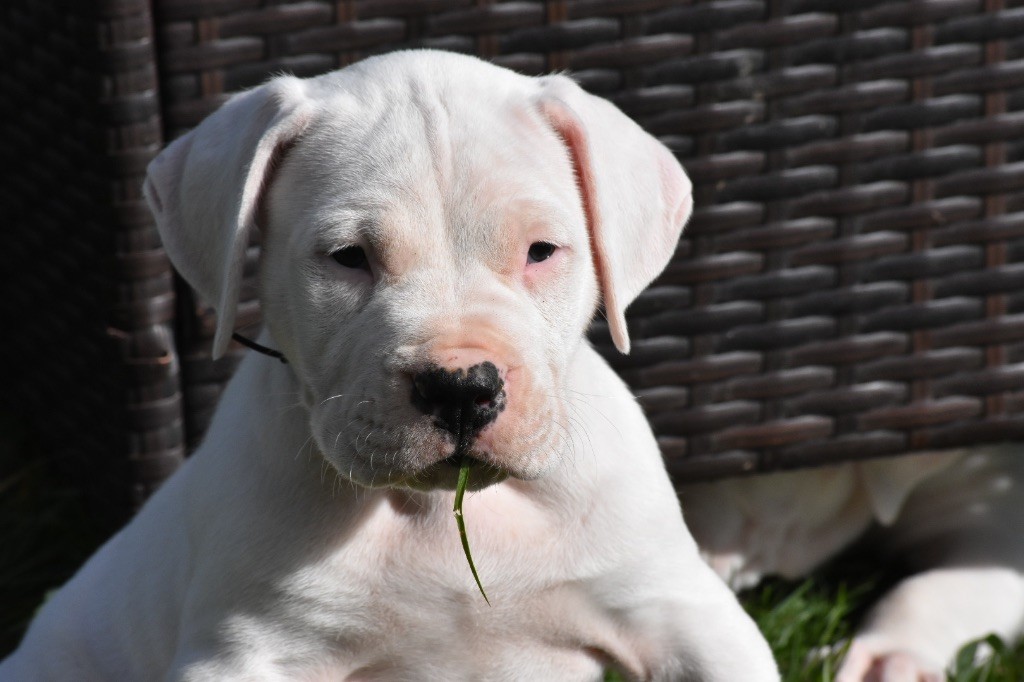 Des Pur sang D'aphrodite - Dogo Argentino - Portée née le 08/02/2024